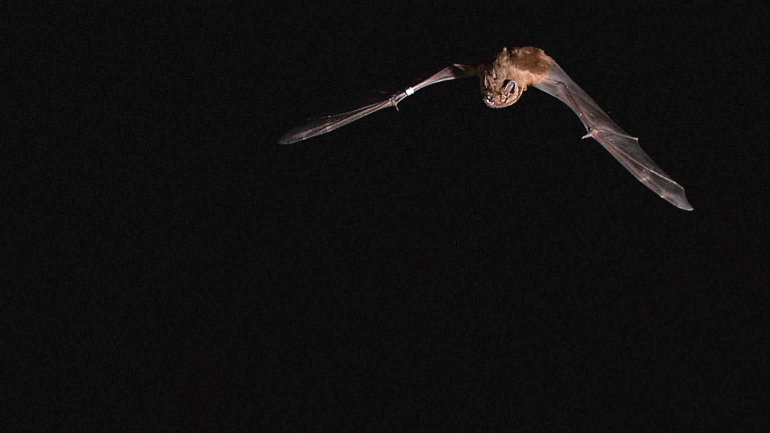 A study reported Thursday places the origin of bats in Europe, 65 million years ago.